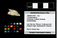 Foto (Objekt + Etikett) von ? Goniodromites sp.  (NHMW-GEO-1990-0041-4799)